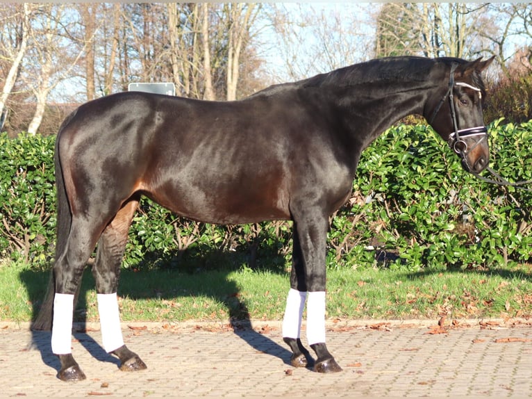 Hannoveraan Merrie 11 Jaar 170 cm Donkerbruin in Selsingen