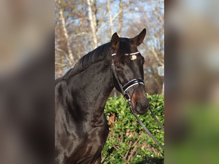 Hannoveraan Merrie 11 Jaar 170 cm Donkerbruin in Selsingen