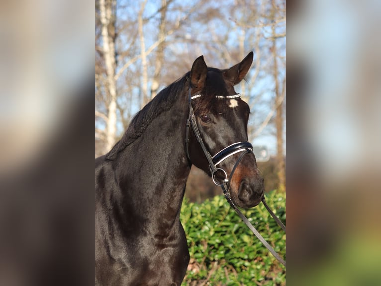 Hannoveraan Merrie 11 Jaar 170 cm Donkerbruin in Selsingen