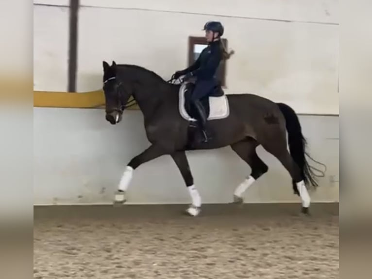 Hannoveraan Merrie 11 Jaar 170 cm Donkerbruin in HassendorfSottrum