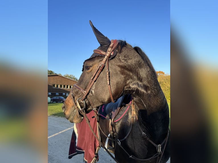 Hannoveraan Merrie 11 Jaar 170 cm Donkerbruin in Halle