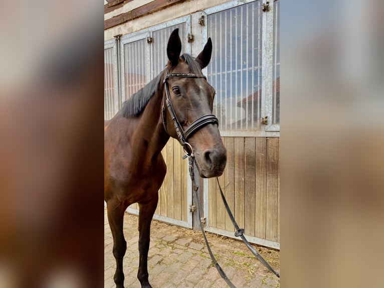 Hannoveraan Merrie 11 Jaar 170 cm Donkerbruin in Harsum