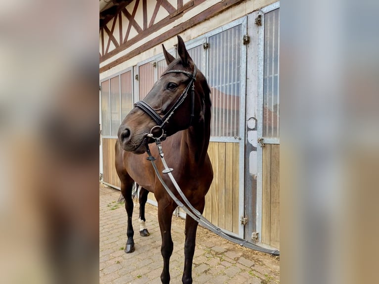 Hannoveraan Merrie 11 Jaar 170 cm Donkerbruin in Harsum