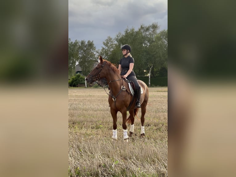 Hannoveraan Merrie 11 Jaar 170 cm Donkere-vos in Osterholz-Scharmbeck