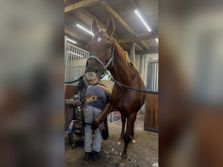 Hannoveraan Merrie 11 Jaar 170 cm Donkere-vos in Osterholz-Scharmbeck