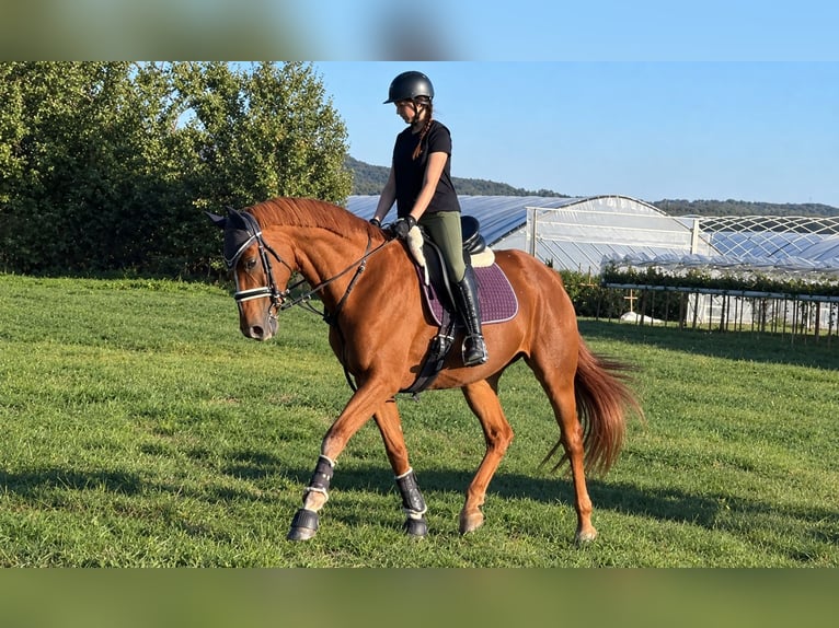 Hannoveraan Merrie 11 Jaar 170 cm Vos in Prichsenstadt
