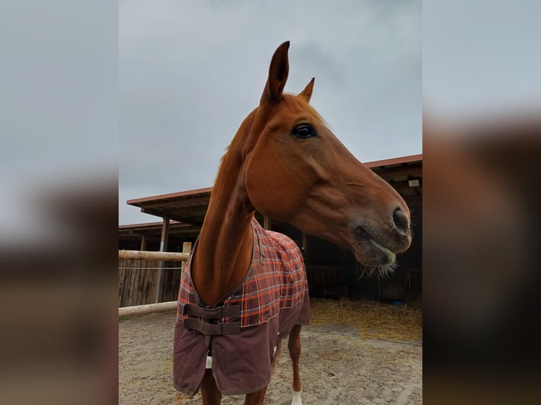 Hannoveraan Merrie 11 Jaar 170 cm Vos in Pfungstadt