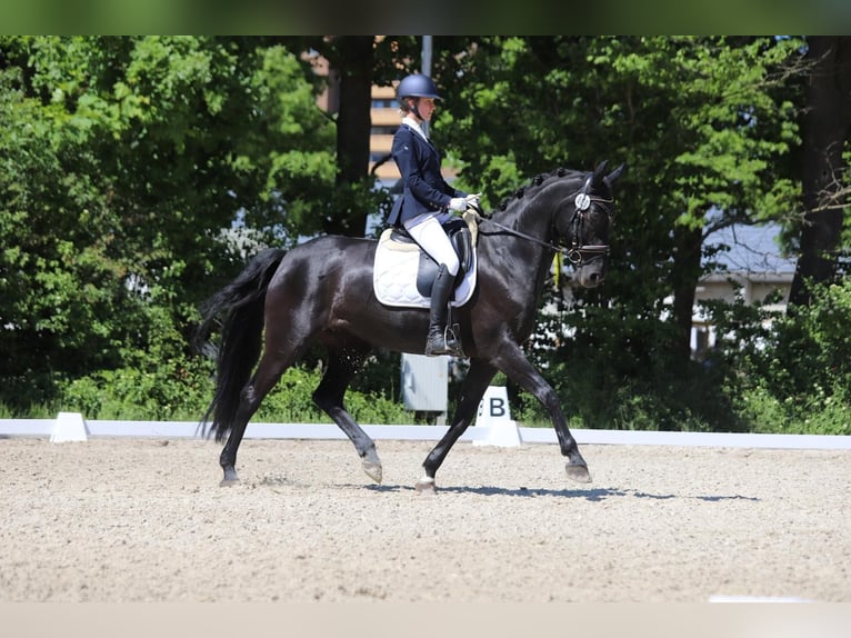 Hannoveraan Merrie 11 Jaar 170 cm Zwart in Steinweiler