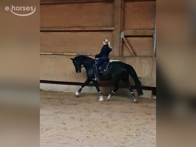 Hannoveraan Merrie 11 Jaar 171 cm Zwart in Vorbach