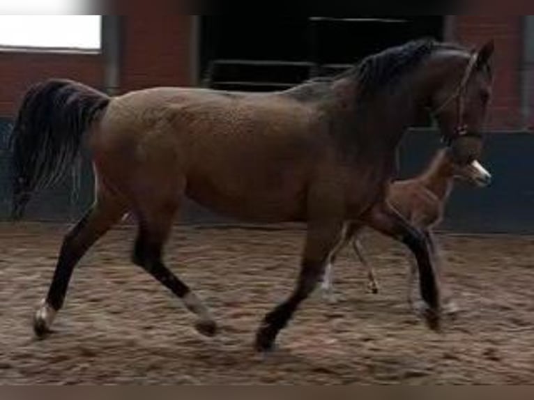 Hannoveraan Merrie 11 Jaar 172 cm Bruin in Wildeshausen