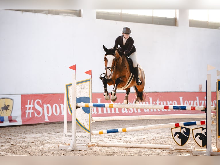 Hannoveraan Merrie 11 Jaar 172 cm Roodbruin in Piaseczno