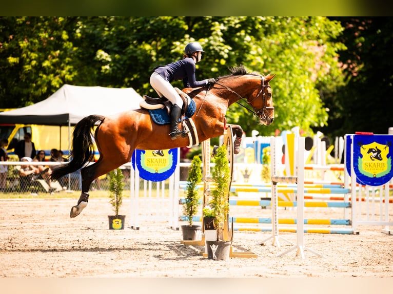 Hannoveraan Merrie 11 Jaar 172 cm Roodbruin in Piaseczno
