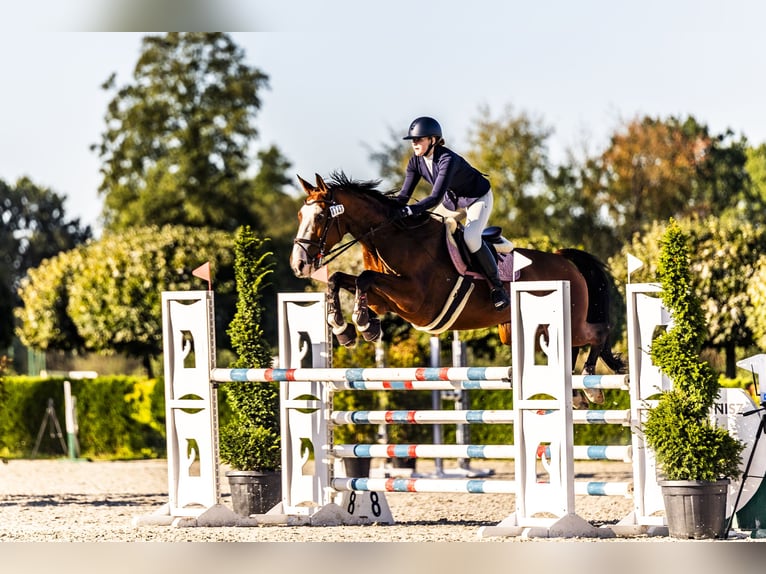 Hannoveraan Merrie 11 Jaar 172 cm Roodbruin in Piaseczno