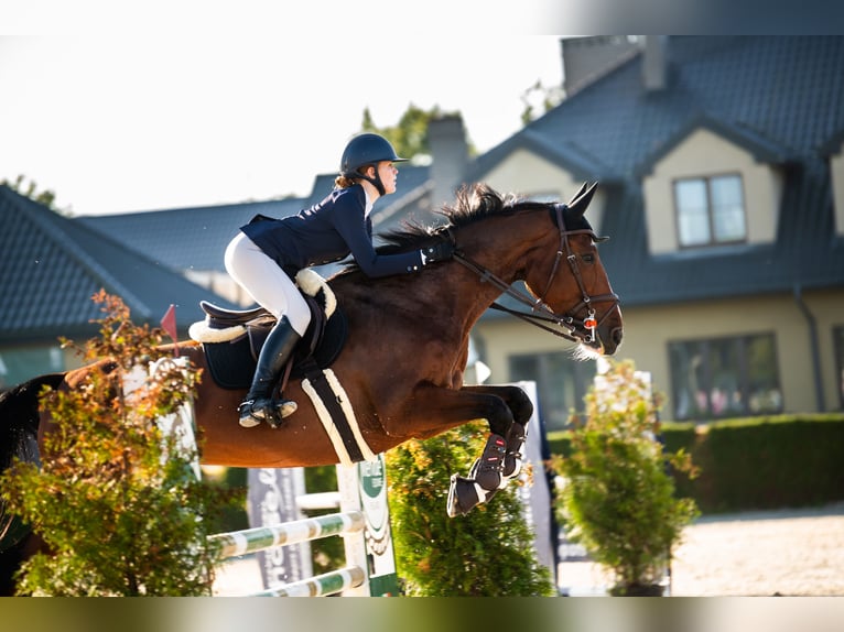 Hannoveraan Merrie 11 Jaar 172 cm Roodbruin in Piaseczno