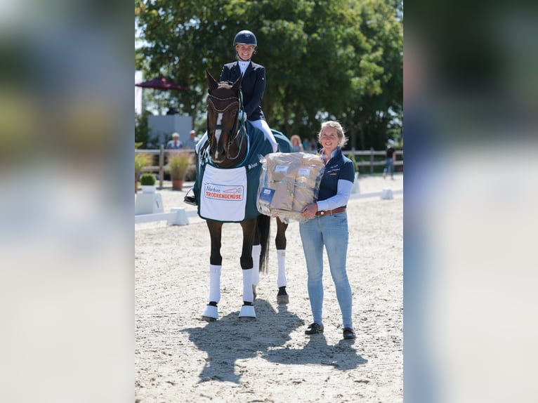 Hannoveraan Merrie 11 Jaar 173 cm Donkerbruin in Hemmingstedt