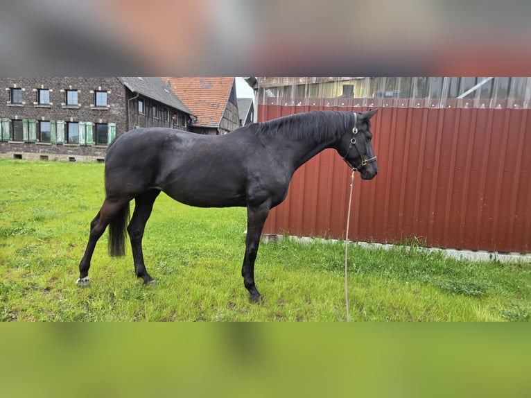 Hannoveraan Merrie 11 Jaar 173 cm Zwart in Gladbeck