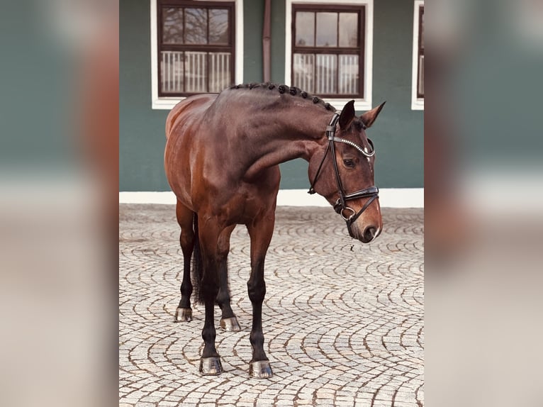 Hannoveraan Merrie 11 Jaar 174 cm Bruin in Brunnthal