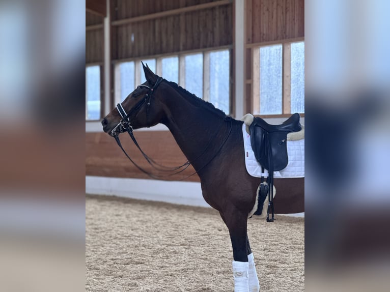 Hannoveraan Merrie 11 Jaar 174 cm Bruin in Brunnthal