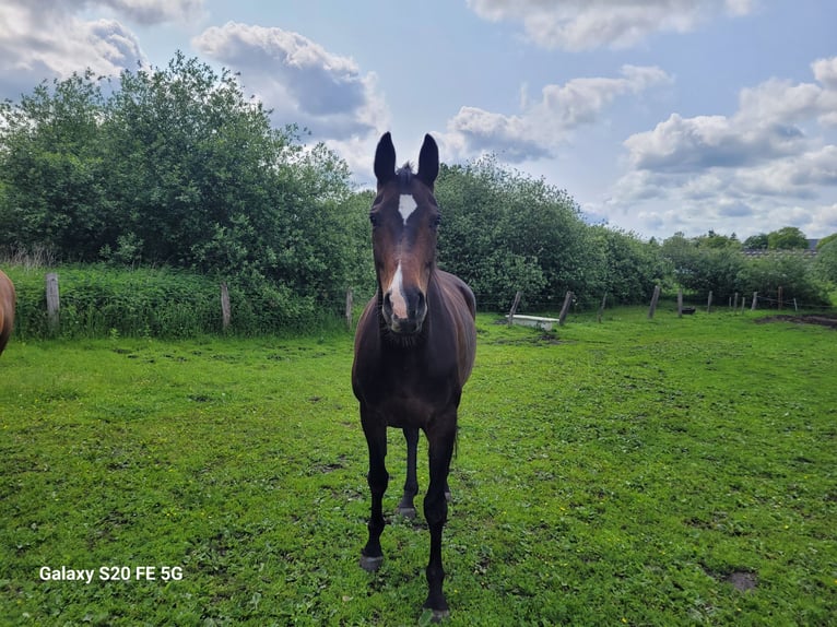 Hannoveraan Merrie 11 Jaar 174 cm Donkerbruin in Grevesm&#xFC;hlen