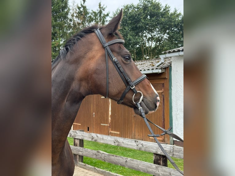 Hannoveraan Merrie 11 Jaar 174 cm Donkerbruin in Grevesm&#xFC;hlen