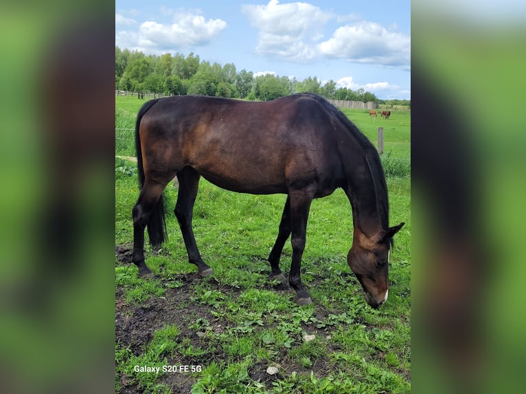 Hannoveraan Merrie 11 Jaar 174 cm Donkerbruin in Grevesm&#xFC;hlen