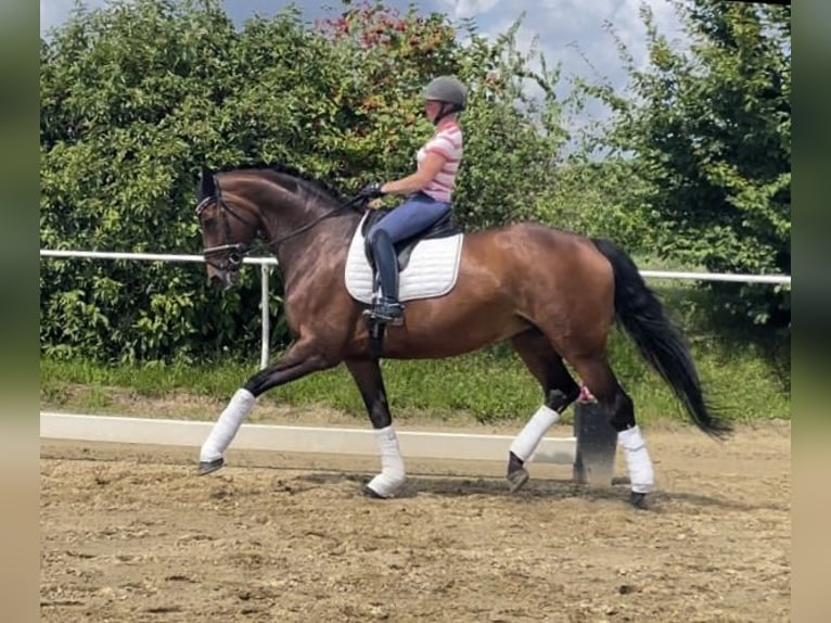 Hannoveraan Merrie 11 Jaar 175 cm Bruin in Neckargemünd