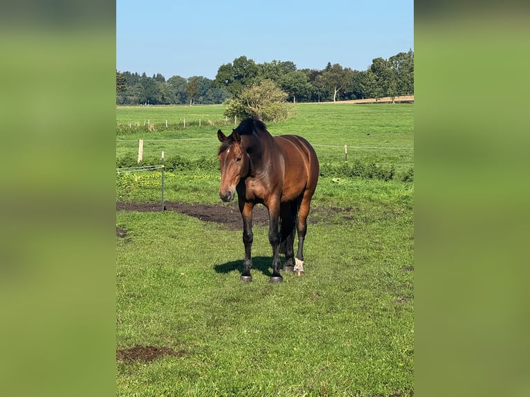 Hannoveraan Merrie 11 Jaar 178 cm Bruin in Emkendorf