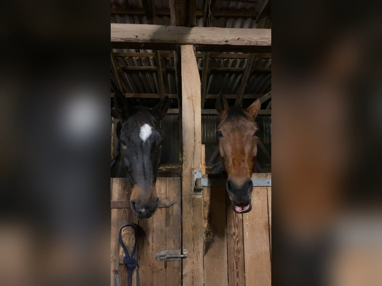 Hannoveraan Merrie 11 Jaar 178 cm Bruin in Bippen