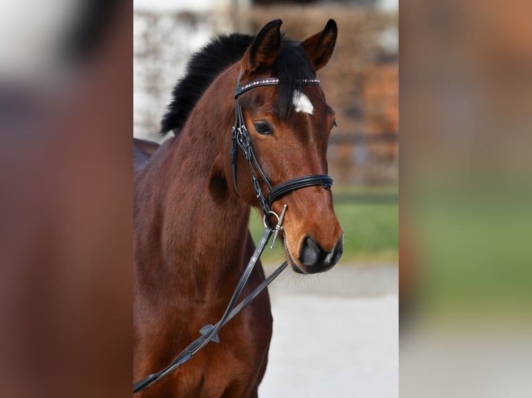 Hannoveraan Merrie 12 Jaar 154 cm Bruin in Merzig