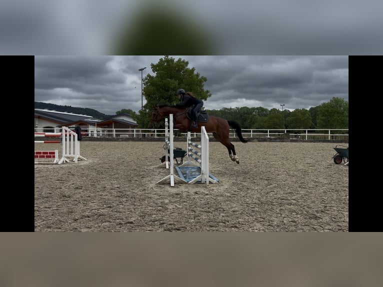 Hannoveraan Merrie 12 Jaar 154 cm Bruin in Merzig