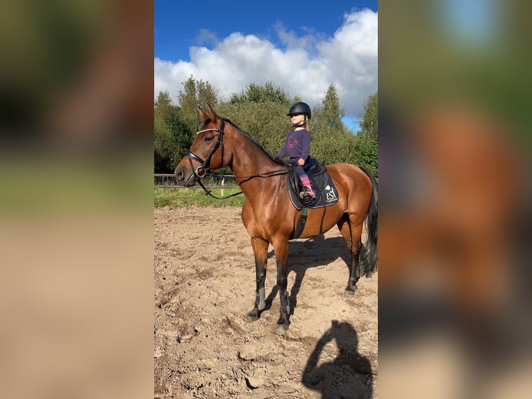 Hannoveraan Merrie 12 Jaar 158 cm Bruin in Uplengen