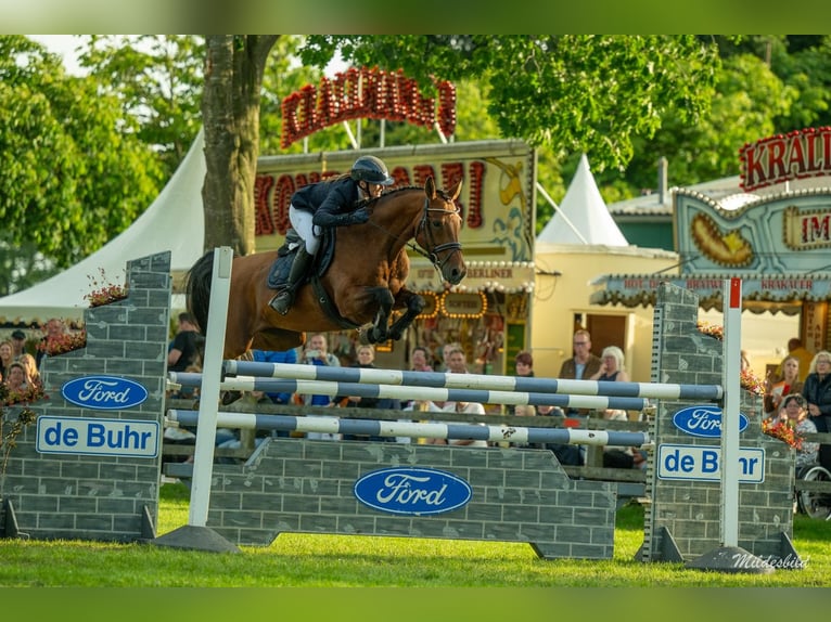 Hannoveraan Merrie 12 Jaar 158 cm Bruin in Uplengen