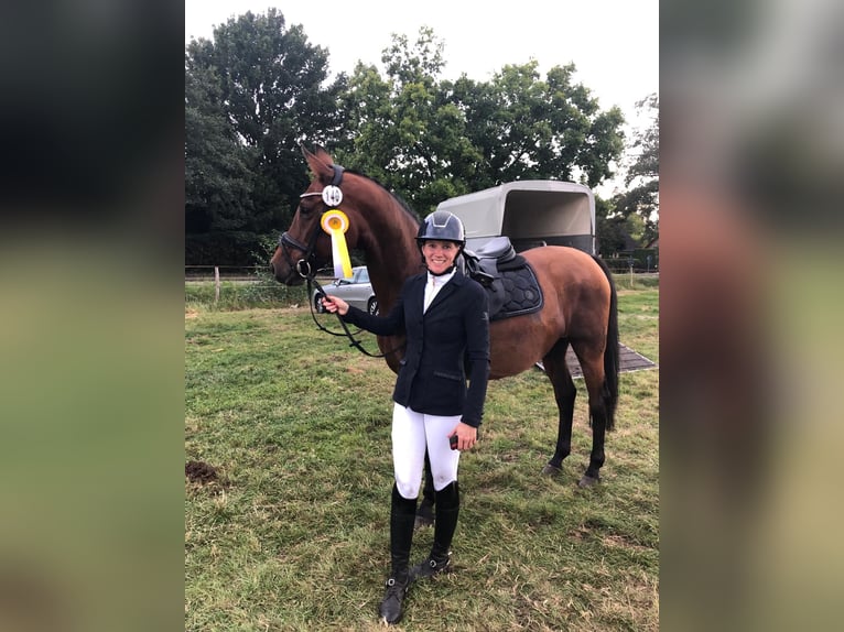 Hannoveraan Merrie 12 Jaar 158 cm Bruin in Uplengen