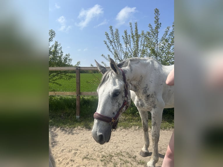 Hannoveraan Merrie 12 Jaar 163 cm Appelschimmel in Cuxhaven