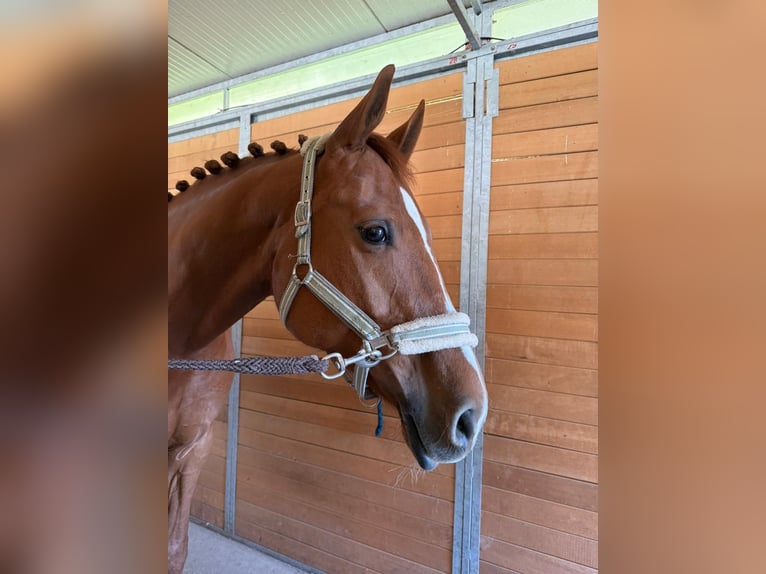 Hannoveraan Merrie 12 Jaar 164 cm Vos in Ermensee