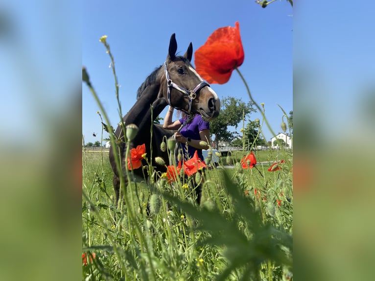 Hannoveraan Merrie 12 Jaar 165 cm Donkerbruin in Friedrichshafen