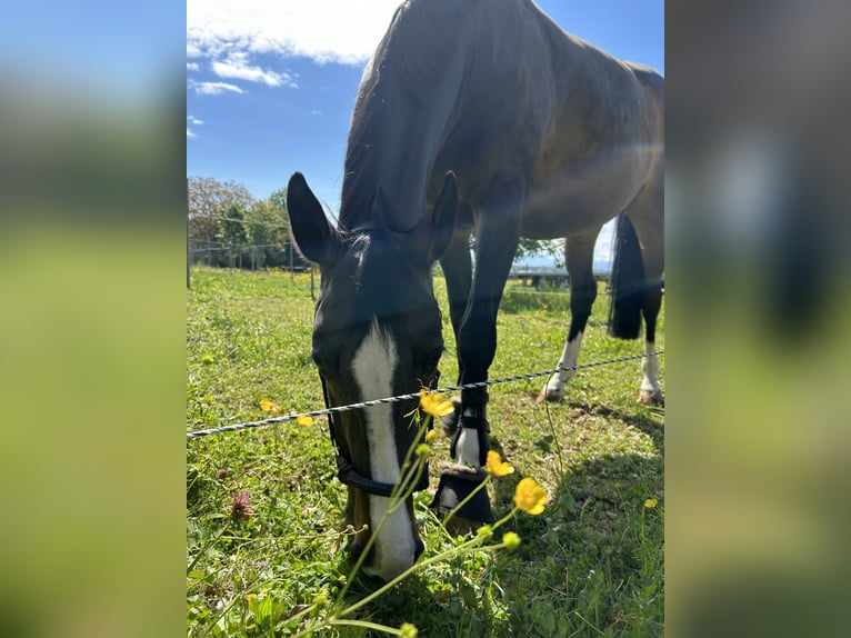 Hannoveraan Merrie 12 Jaar 165 cm Donkerbruin in Friedrichshafen