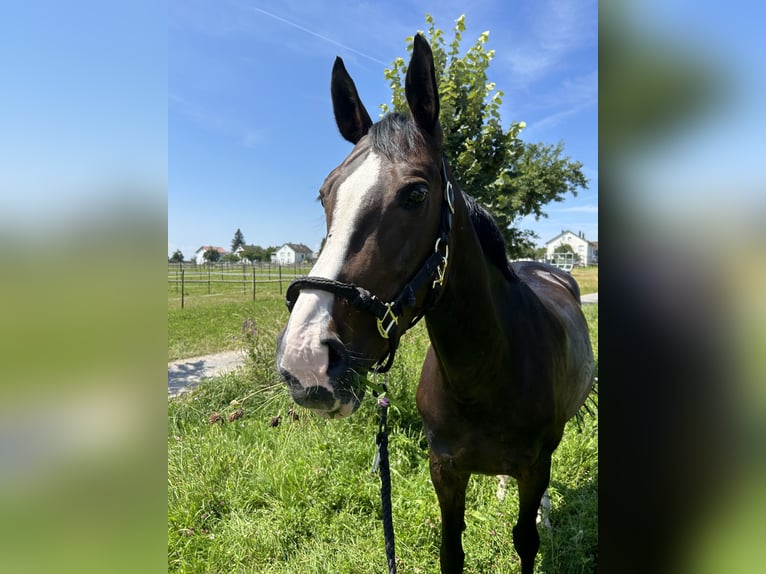 Hannoveraan Merrie 12 Jaar 165 cm Donkerbruin in Friedrichshafen