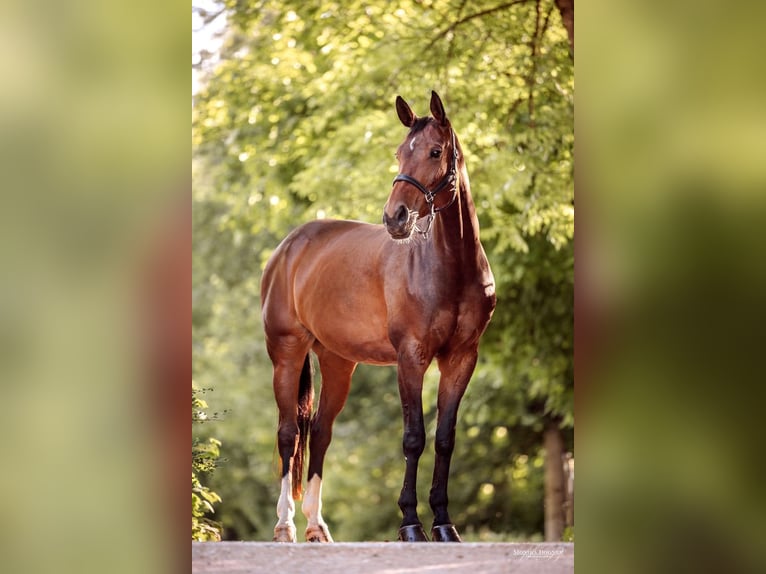 Hannoveraan Merrie 12 Jaar 165 cm Donkerbruin in Kolbermoor