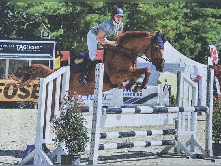 Hannoveraan Merrie 12 Jaar 165 cm Vos in Ermensee