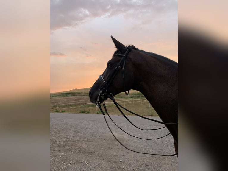 Hannoveraan Merrie 12 Jaar 165 cm Zwart in Dielheim