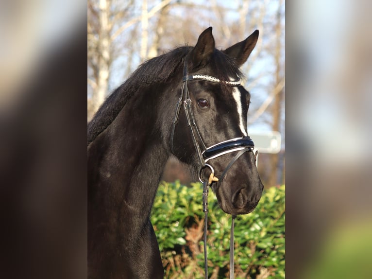 Hannoveraan Merrie 12 Jaar 165 cm Zwart in Selsingen