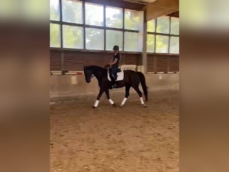 Hannoveraan Merrie 12 Jaar 165 cm Zwart in Köln