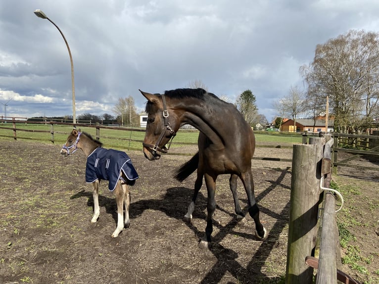 Hannoveraan Merrie 12 Jaar 165 cm Zwartbruin in Neuenkirchen