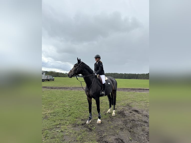 Hannoveraan Merrie 12 Jaar 165 cm Zwartbruin in Celle