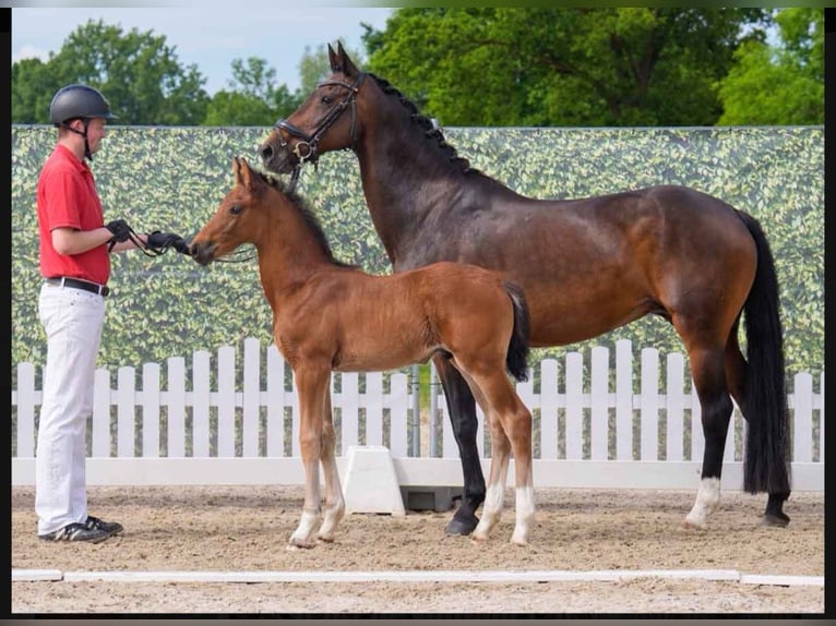 Hannoveraan Merrie 12 Jaar 166 cm Bruin in Lienen