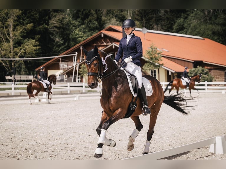 Hannoveraan Merrie 12 Jaar 166 cm Donkerbruin in BrunnthalBrunnthal