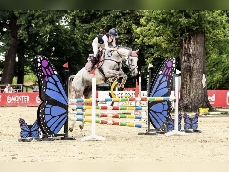 Hannoveraan Merrie 12 Jaar 166 cm Schimmel in Stary Wołów