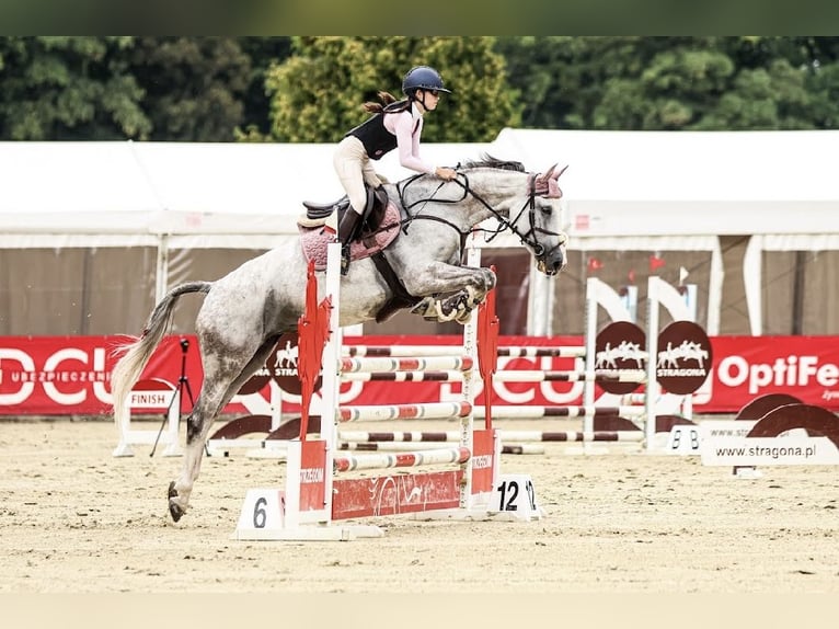 Hannoveraan Merrie 12 Jaar 166 cm Schimmel in Stary Wołów