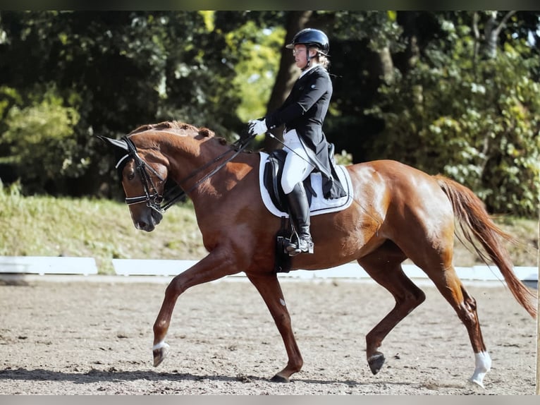 Hannoveraan Merrie 12 Jaar 166 cm Vos in Hamburg